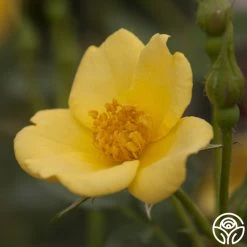 Baby Love® 7 Baby Love® -Healthy Plant Shop baby love 3 1