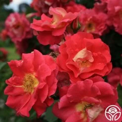 Bajazzo® -Healthy Plant Shop bajazzo logo 02