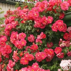 Bajazzo® -Healthy Plant Shop bajazzo logo 04