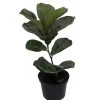 Bambino Dwarf Fiddleleaf Fig Tree - Ficus - 6" Pot - Great Indoor Tree 2 Bambino Dwarf Fiddleleaf Fig Tree - Ficus - 6" Pot - Great Indoor Tree -Healthy Plant Shop bambinoficus6in 26085.1640119710