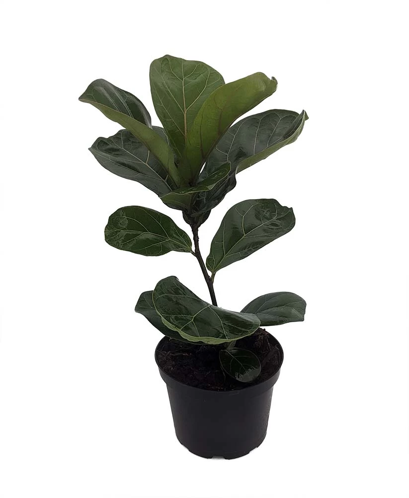 Bambino Dwarf Fiddleleaf Fig Tree - Ficus - 6" Pot - Great Indoor Tree 3 Bambino Dwarf Fiddleleaf Fig Tree - Ficus - 6" Pot - Great Indoor Tree