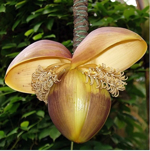 Ohio Grown Winter Hardy Basjoo Banana Plants - Musa - 2 Pack 2.5" Pots 8 Ohio Grown Winter Hardy Basjoo Banana Plants - Musa - 2 Pack 2.5" Pots - Image 6