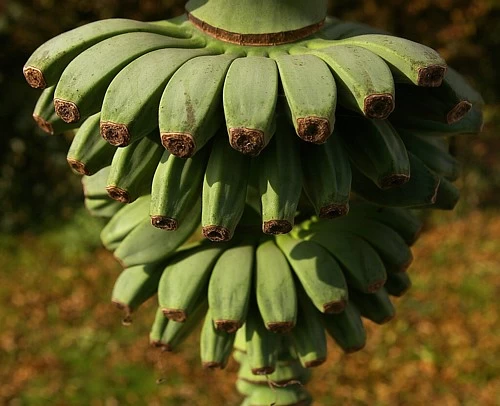 Ohio Grown Winter Hardy Basjoo Banana Plants - Musa - 2 Pack 2.5" Pots 6 Ohio Grown Winter Hardy Basjoo Banana Plants - Musa - 2 Pack 2.5" Pots - Image 4