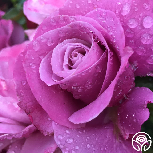 Barbra Streisand 6 Barbra Streisand - Image 4