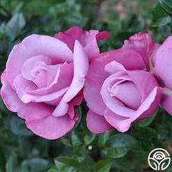 Barbra Streisand 10 Barbra Streisand -Healthy Plant Shop barbra streisand 4 2 1