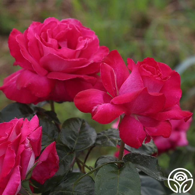 Baronne E. De Rothschild® 5 Baronne E. De Rothschild® - Image 3