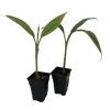 Ohio Grown Winter Hardy Basjoo Banana Plants - Musa - 2 Pack 2.5" Pots 1 Ohio Grown Winter Hardy Basjoo Banana Plants - Musa - 2 Pack 2.5" Pots -Healthy Plant Shop basjoohardynew 61756.1603473686