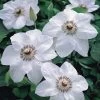 Miss Bateman Clematis Vine - Pure White - 2.5" Pot -Healthy Plant Shop batemanclem 48922.1615344805
