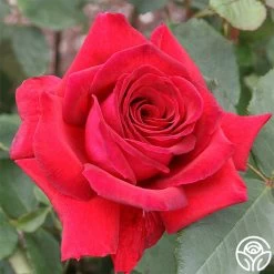 Because She Served® -Healthy Plant Shop because she served 1 1