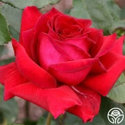 Because She Served® -Healthy Plant Shop because she served 2 3