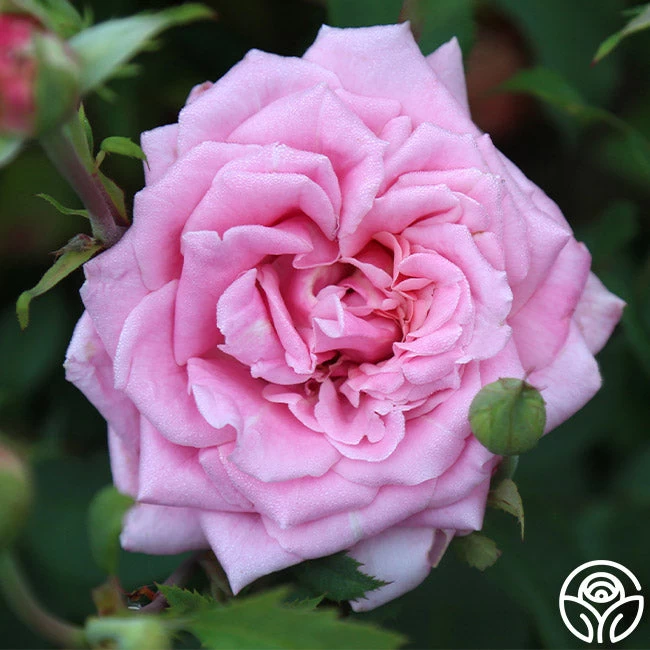 Belinda's Dream 3 Belinda's Dream