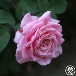 Belinda's Dream 8 Belinda's Dream -Healthy Plant Shop belinda s dream 14