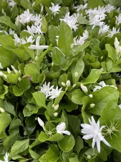Belle Of India Arabian Tea Jasmine Plant - Sambac - 4" Pot 7 Belle Of India Arabian Tea Jasmine Plant - Sambac - 4" Pot -Healthy Plant Shop belleindiagroup 64743.1695076240