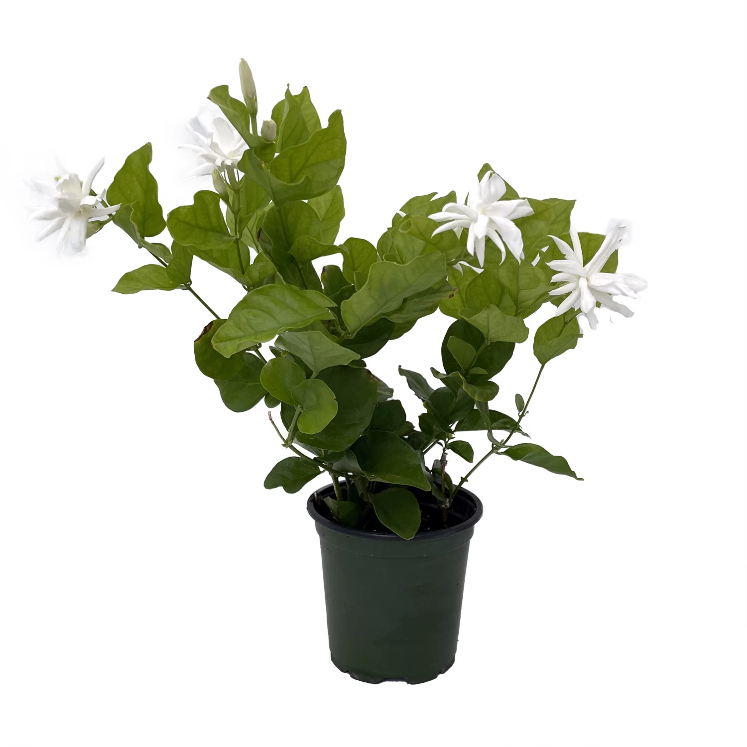 Belle Of India Arabian Tea Jasmine Plant - Sambac - 4" Pot 4 Belle Of India Arabian Tea Jasmine Plant - Sambac - 4" Pot - Image 2