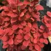 SUNJOY ORANGE PILLAR™ - Barberry - Berberis- Proven Winners - 4" Pot 1 SUNJOY ORANGE PILLAR™ - Barberry - Berberis- Proven Winners - 4" Pot -Healthy Plant Shop berberis sunjoy orange pillar 3 1080 1080 60 45109.1658839763