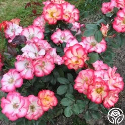 Betty Boop™ 17 Betty Boop™ -Healthy Plant Shop betty boop 7 1 1