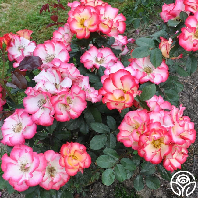 Betty Boop™ 10 Betty Boop™ - Image 8