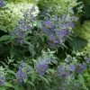 Beyond Midnight® Bluebeard - 4" Pot - Caryopteris - Proven Winners -Healthy Plant Shop beyond midnight caryopteris 3 49908.1615344606