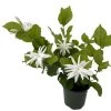 Belle Of India Arabian Tea Jasmine Plant - Sambac - 4" Pot -Healthy Plant Shop bindiabloom4 54163.1695076240