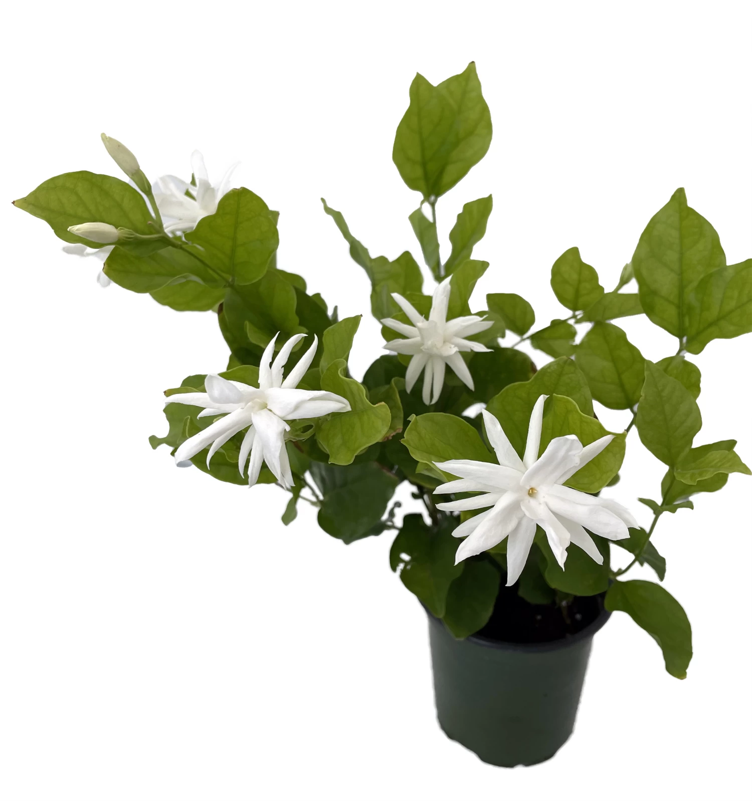 Belle Of India Arabian Tea Jasmine Plant - Sambac - 4" Pot 3 Belle Of India Arabian Tea Jasmine Plant - Sambac - 4" Pot