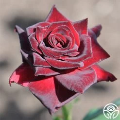 Black Baccara® -Healthy Plant Shop black baccara 2