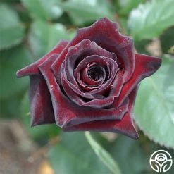 Black Baccara® -Healthy Plant Shop black baccara 3