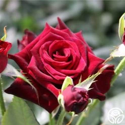 Black Baccara® -Healthy Plant Shop black baccara 4