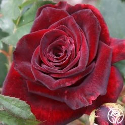 Black Baccara® -Healthy Plant Shop black baccara 6