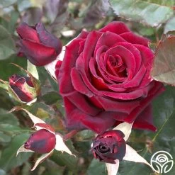 Black Baccara® -Healthy Plant Shop black baccara 7