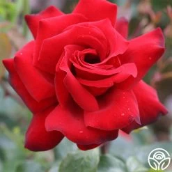 Black Beauty® 11 Black Beauty® -Healthy Plant Shop black beauty 2 2