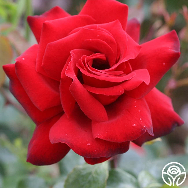 Black Beauty® 5 Black Beauty® - Image 3