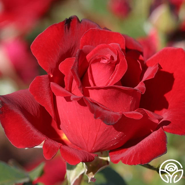 Black Beauty® 9 Black Beauty® - Image 7