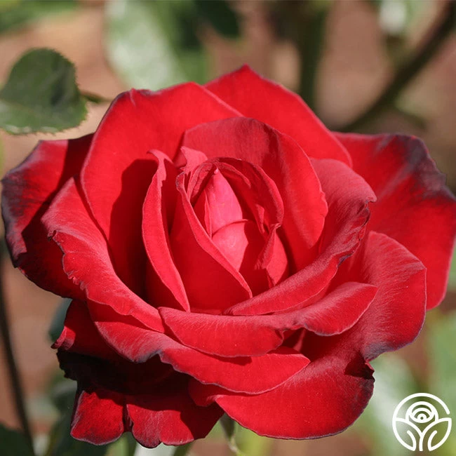 Black Beauty® 6 Black Beauty® - Image 4