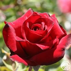 Black Pearl 21 Black Pearl -Healthy Plant Shop black pearl 2 1 1