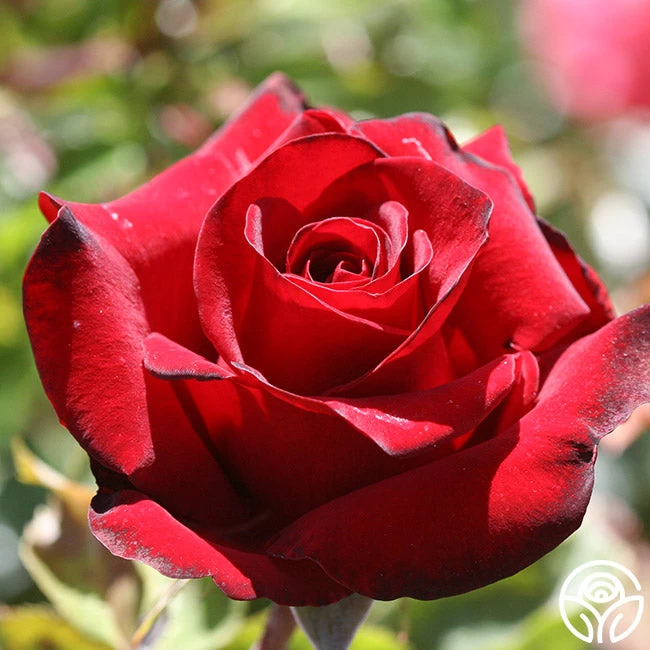 Black Pearl 11 Black Pearl - Image 9