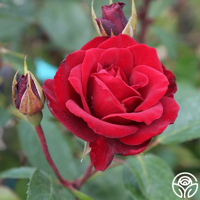 Blaze 8 Blaze - Image 6