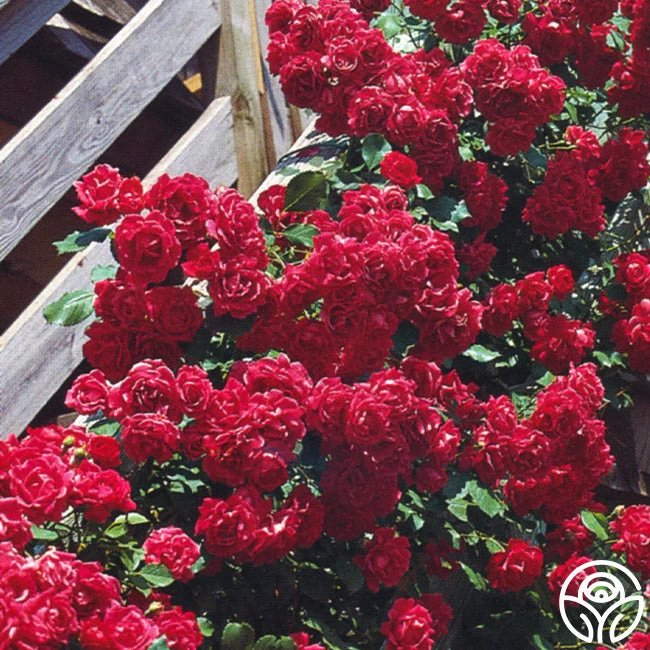 Blaze 7 Blaze - Image 5