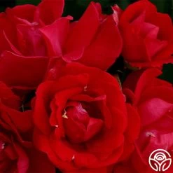 Blaze 11 Blaze -Healthy Plant Shop blaze 9