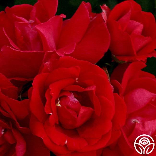 Blaze 6 Blaze - Image 4