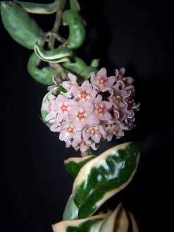 Variegated Hindu Rope Plant - Hoya Carnosa Variegata - 4" Pot -Healthy Plant Shop bloomhoyarope 85337.1675963864