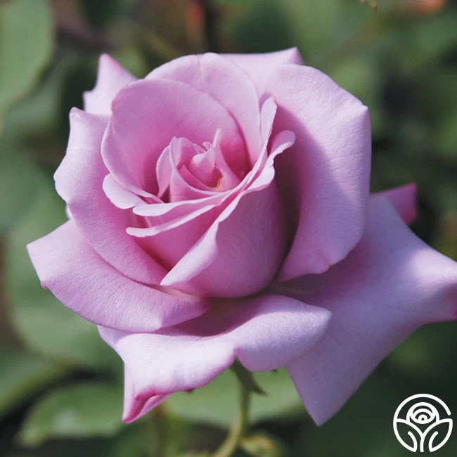 Blue Girl 4 Blue Girl - Image 2