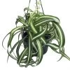 Bonnie Curly Spider Plant - Easy To Grow - Cleans The Air - 6" Hanging Basket -Healthy Plant Shop bonnie6hbnew 31803.1670368437