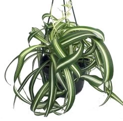 Bonnie Curly Spider Plant - Easy To Grow - Cleans The Air - 6" Hanging Basket