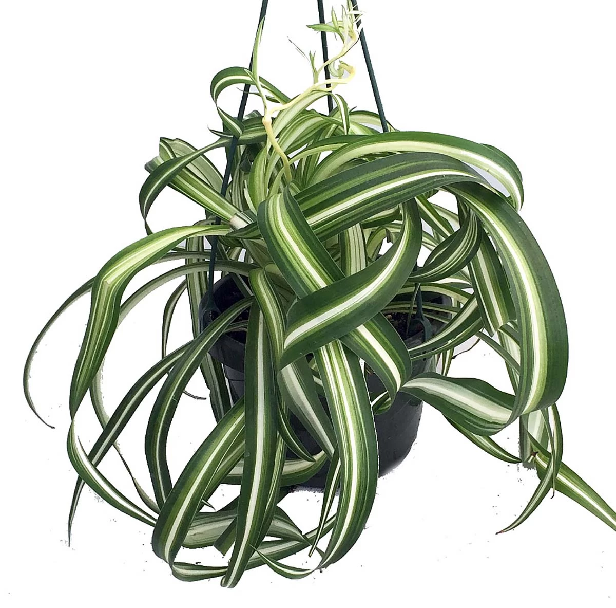 Bonnie Curly Spider Plant - Easy To Grow - Cleans The Air - 6" Hanging Basket 3 Bonnie Curly Spider Plant - Easy To Grow - Cleans The Air - 6" Hanging Basket