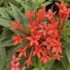 Estrellita- Little Star™- Firecracker Bush - Bouvardia - Proven Winners - 4" Pot 1 Estrellita- Little Star™- Firecracker Bush - Bouvardia - Proven Winners - 4" Pot -Healthy Plant Shop bouvardia estrellita little star 1 1080 1080 60 26784.1655476577