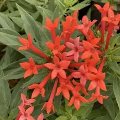 Estrellita- Little Star™- Firecracker Bush - Bouvardia - Proven Winners - 4" Pot