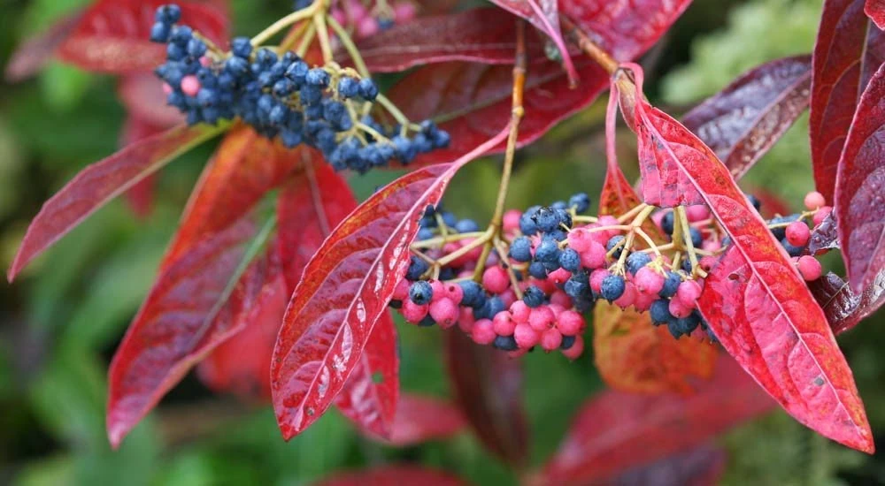 Brandywine™ Viburnum Shrub - Beautiful Berries/Hardy - Proven Winners - 4" Pot 4 Brandywine™ Viburnum Shrub - Beautiful Berries/Hardy - Proven Winners - 4" Pot - Image 2