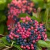 Brandywine™ Viburnum Shrub - Beautiful Berries/Hardy - Proven Winners - 4" Pot 2 Brandywine™ Viburnum Shrub - Beautiful Berries/Hardy - Proven Winners - 4" Pot -Healthy Plant Shop brandywine20viburnum20shrub 84534.1615344572