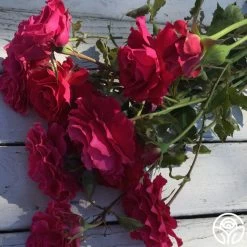 Braveheart™ -Healthy Plant Shop braveheart 11