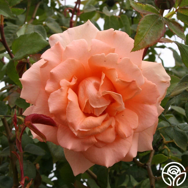 Breath Of Life™ 4 Breath Of Life™ - Image 2